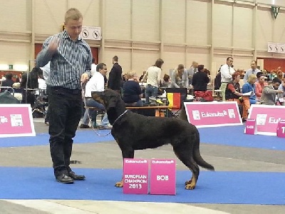 blackgorge - Euro dog show
