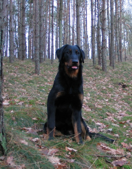 Epir lexo blackgorge