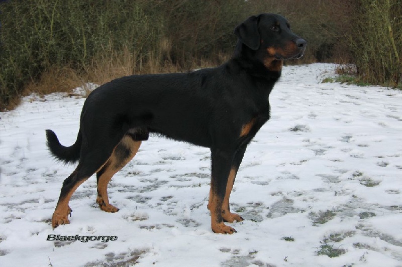 CH. Jack sparrow blackgorge