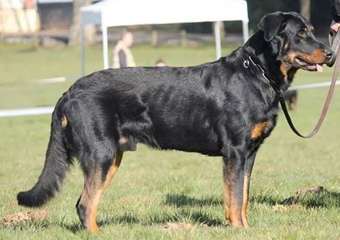 Jethro gibs blackgorge