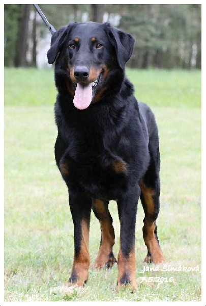 CH. Harwey duke blackgorge