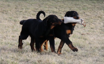 blackgorge - Chiots