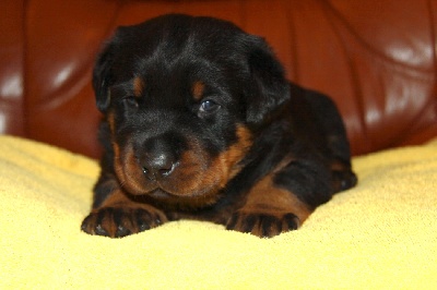 blackgorge - Nouveau photo chiots