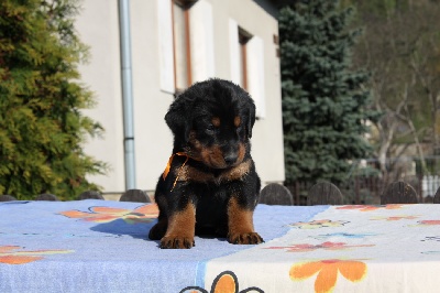blackgorge - Nouveau photo chiots