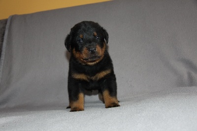 blackgorge - Nouveau photo chiots