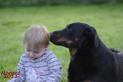 blackgorge - chiots