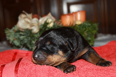 blackgorge - Nouveau photo chiots