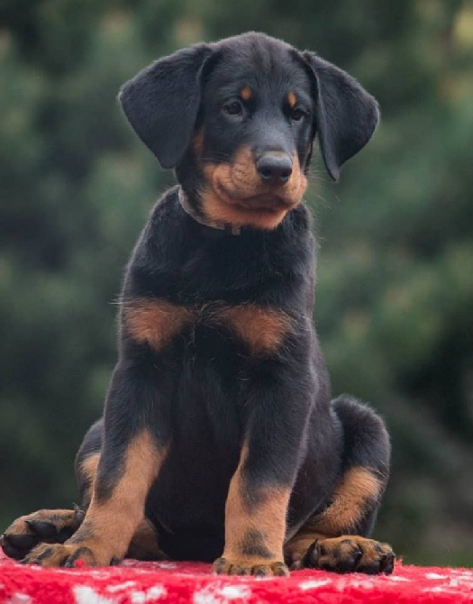 blackgorge - Puppies Available