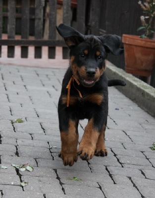 blackgorge - Nouveau photo chiots