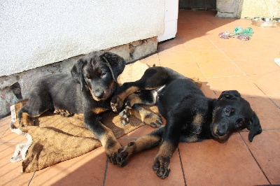 blackgorge - Nouveau photo chiots
