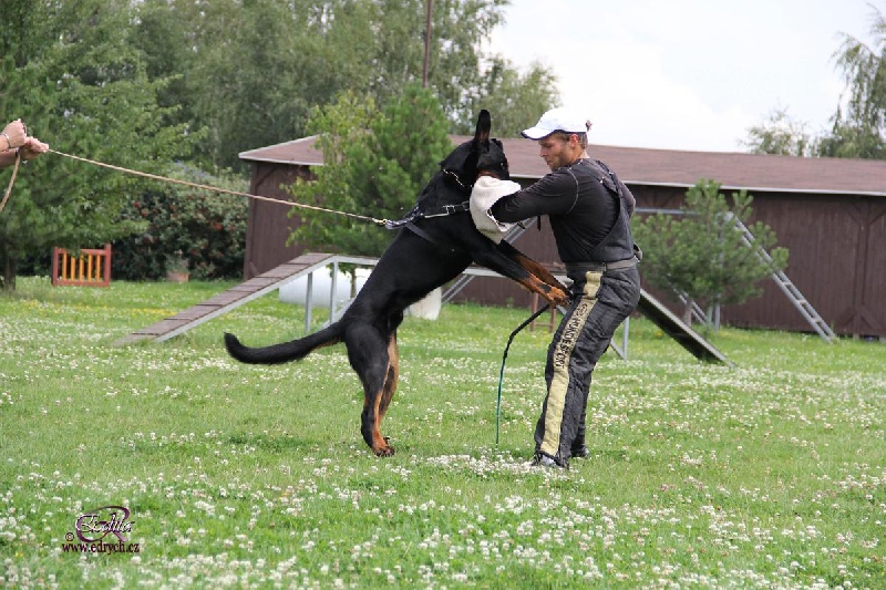 Défensives Harwey Duke